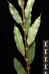 Salix triandra subsp. triandra. Mature leaves and persistent stipules. Image: D. Glenny © Landcare Research 2020 CC BY 4.0